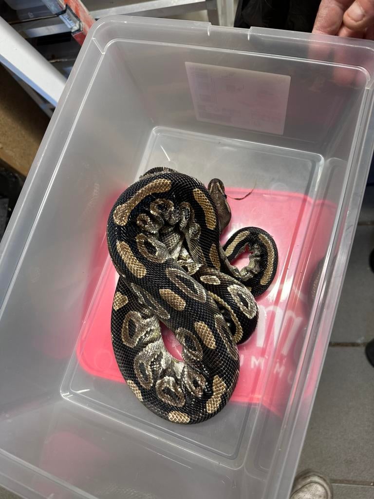 Ballpython, Dieren en Toebehoren, Reptielen en Amfibieën