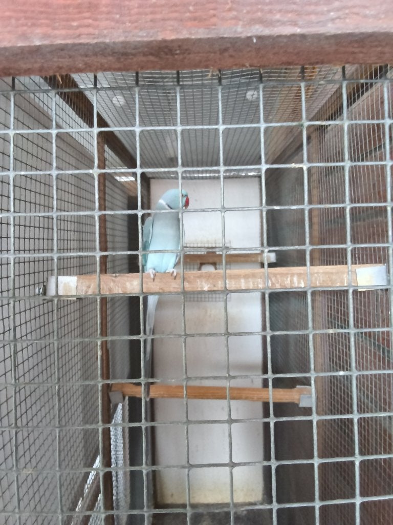 Perruche, Mâle, Perruche, Bagué