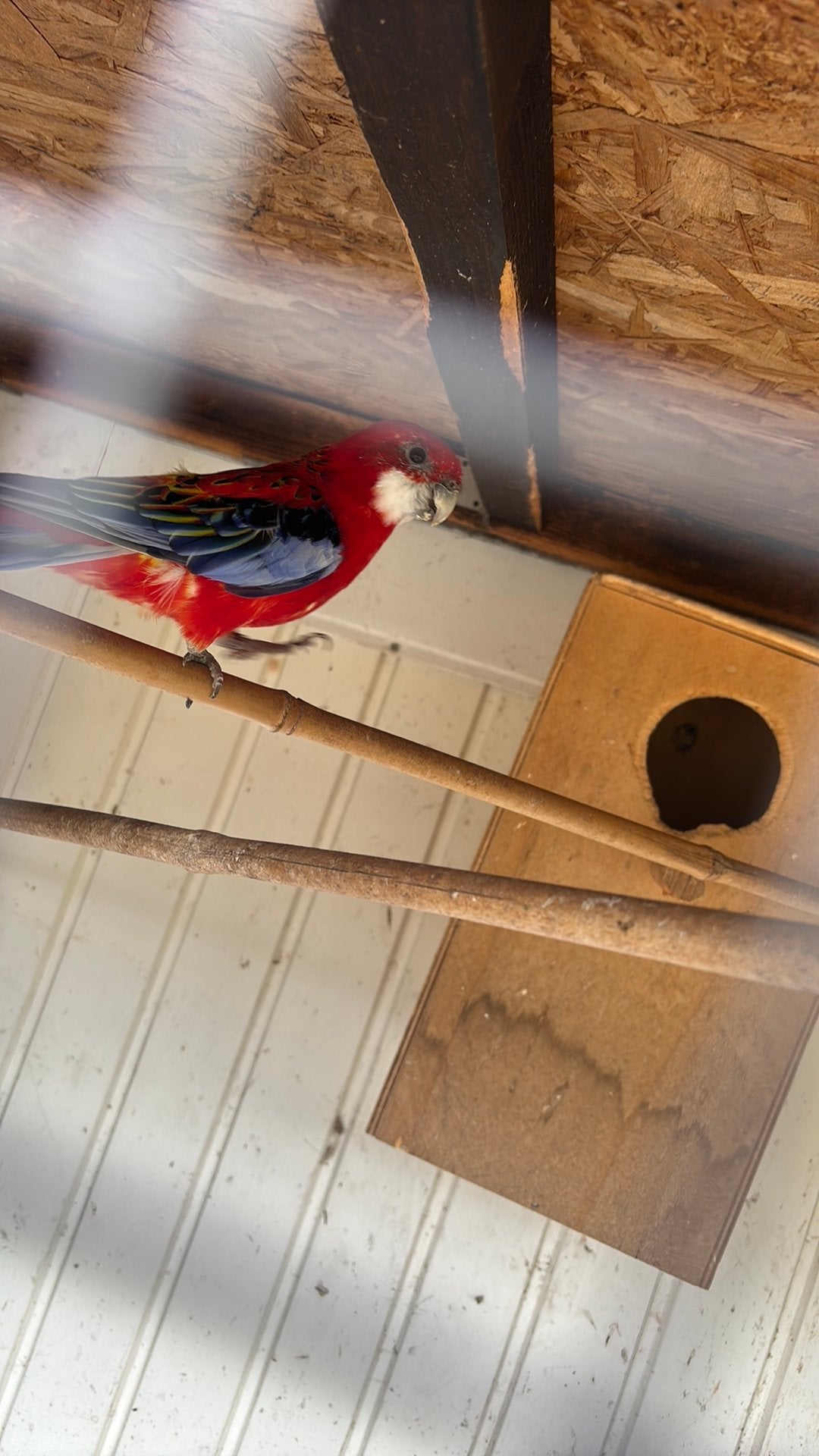 Koppel Rosella's
