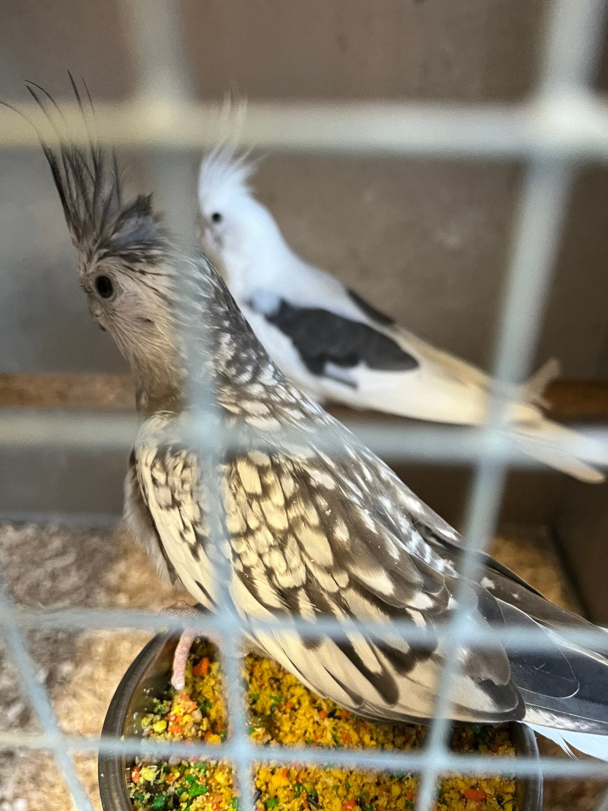 Koppel valkparkieten, Dieren en Toebehoren