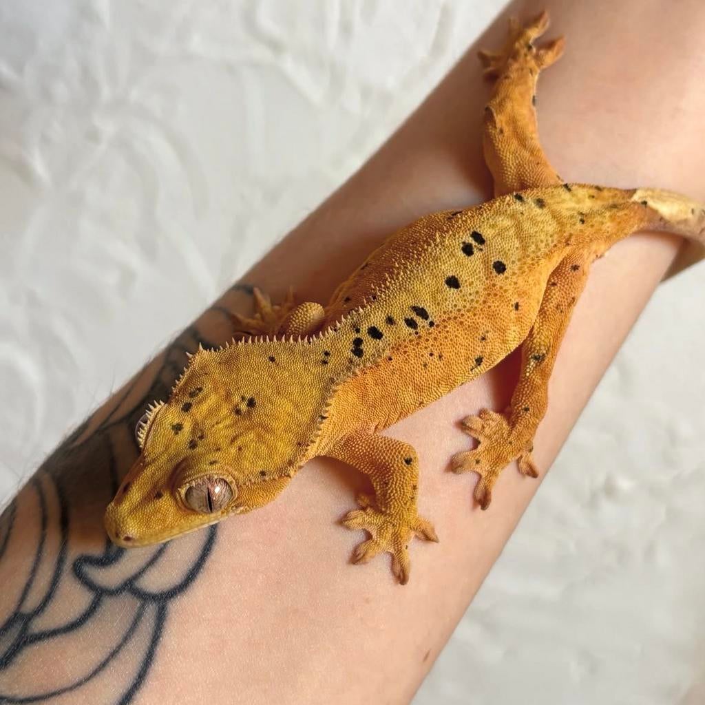 Wimpergekko vrouw, Lézard, Domestique, 0 à 2 ans