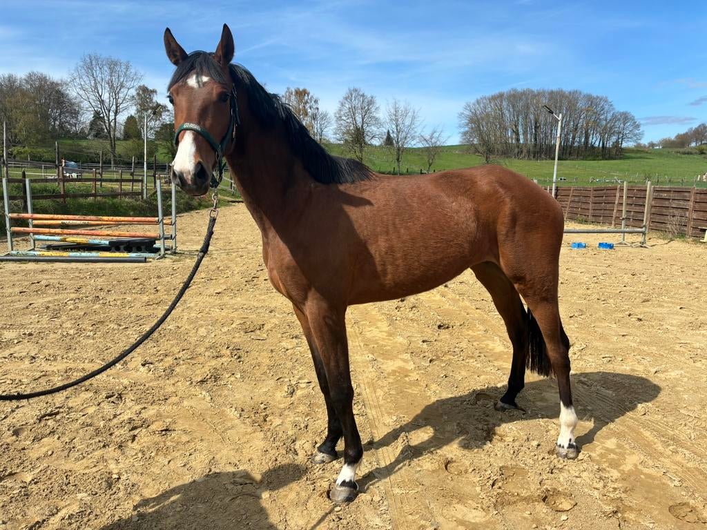 2 paarden te koop, Dieren en Toebehoren, Paarden, Zadelmak