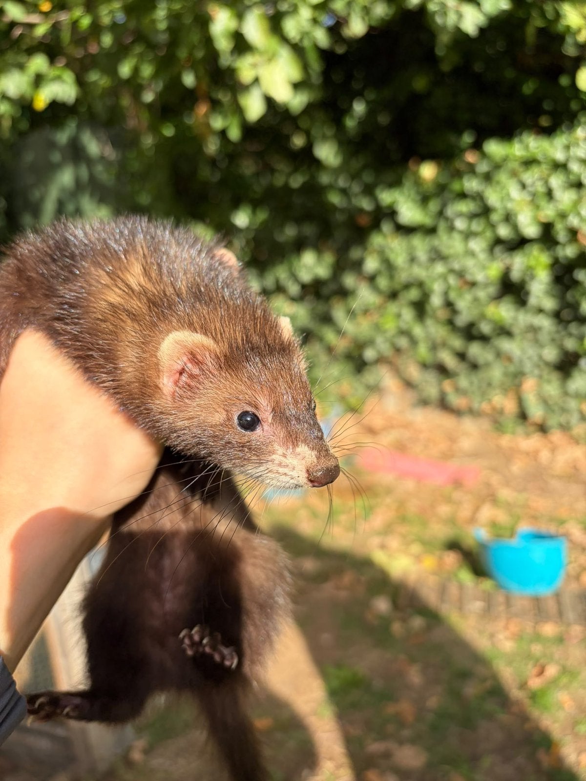 Fretje manneke en vrouwke heel tam gewend aan kindere, Animaux & Accessoires, Mai, Plusieurs animaux