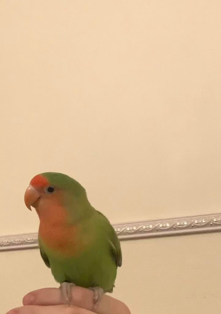 Agapornis, Geslacht onbekend, Dwergpapegaai of Agapornis, Geringd