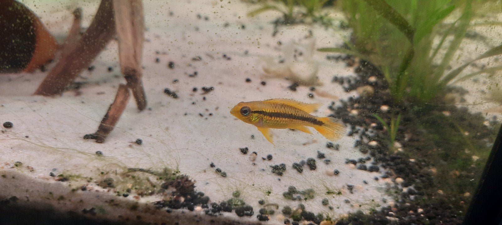 7 Platys, Koppel Kersenbuikcichliden, 1 vrouw Apisto., Dieren en Toebehoren, Vis, Zoetwatervis