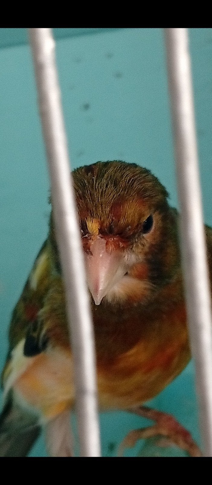 Canaris arlequin, mâle 2026, Animaux & Accessoires, Mâle, Canari chanteur