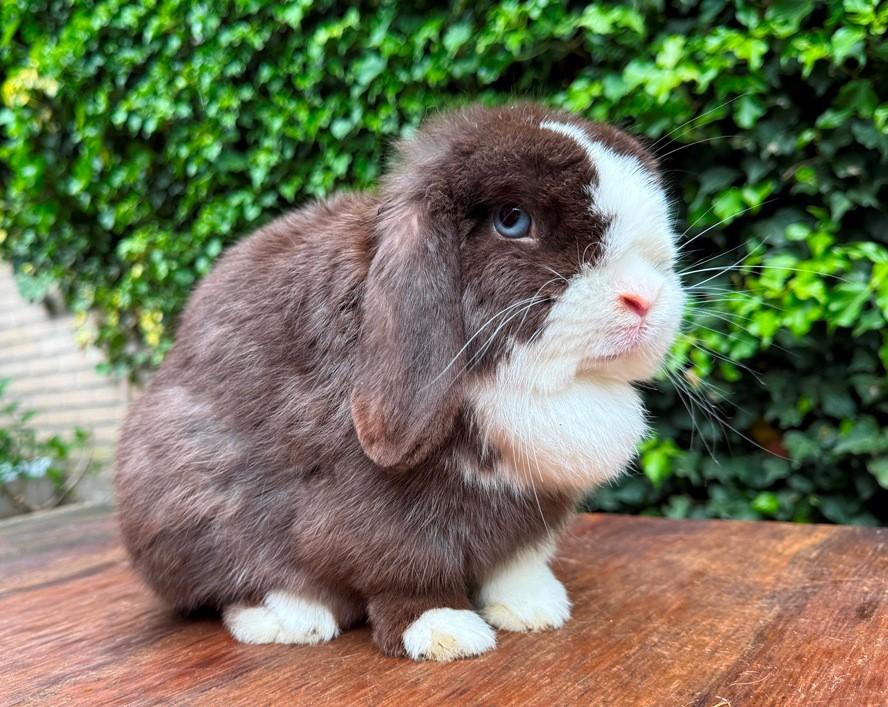 2 Prachtig mooie lieve MINILOP voedsters zoeken levensmaatje, Dieren en Toebehoren, Konijnen, Vrouwelijk, Klein, Hangoor, 0 tot 2 jaar