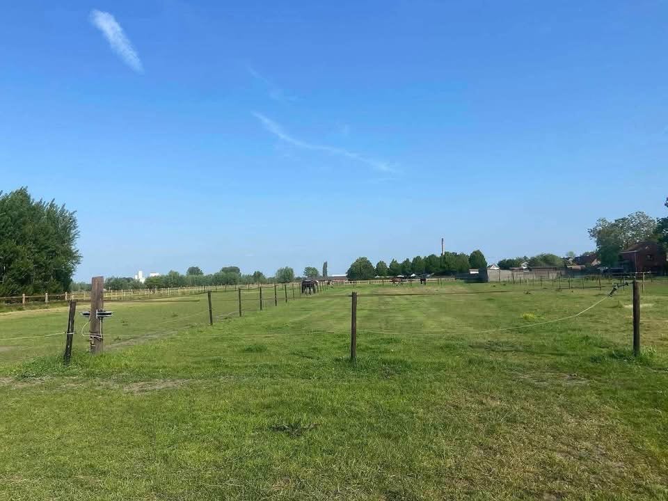 Weide, paddocks stallen te huur in Lievegem, Dieren en Toebehoren, Stalling en Weidegang