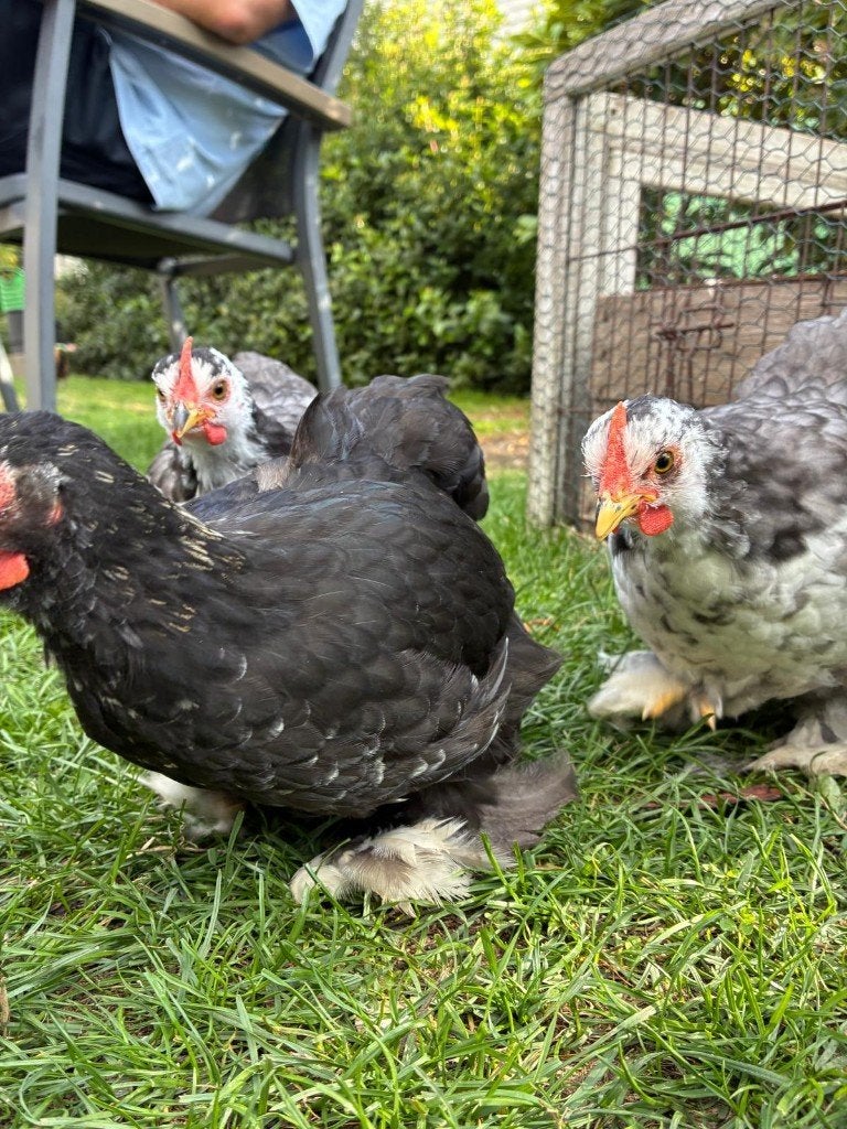 Tamme Cochin kriel haantjes en hennetjes – diverse kleuren, Dieren en Toebehoren