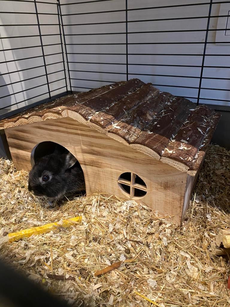 Dwergkonijnen met kooi + eten, Dieren en Toebehoren