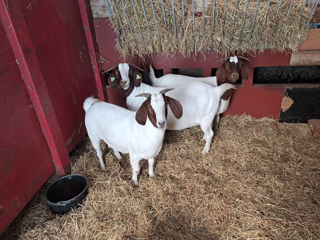 Boergeit, Dieren en Toebehoren, Schapen, Geiten en Varkens, Geit, Meerdere dieren