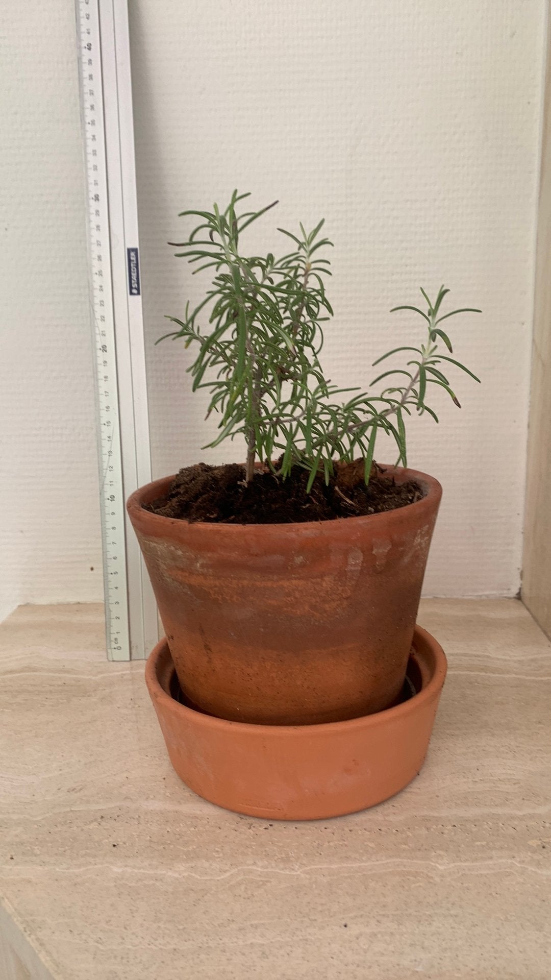Rozemarijnplant in terra cotta potje 25 cm, Ophalen