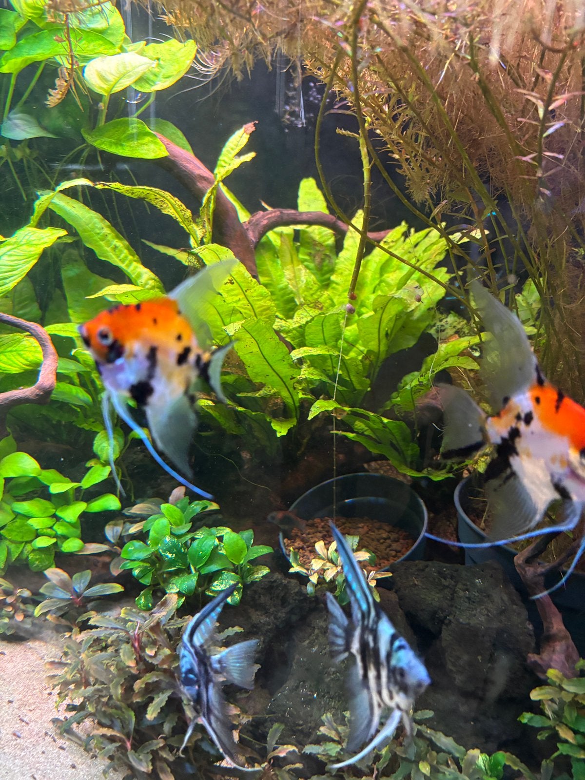 Poissons - scalaire, ramirezi, neons verts, Animaux & Accessoires, Enlèvement