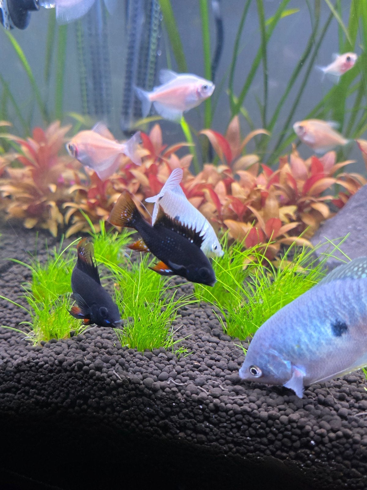Koppel zwarte rams + GRATIS gouramis