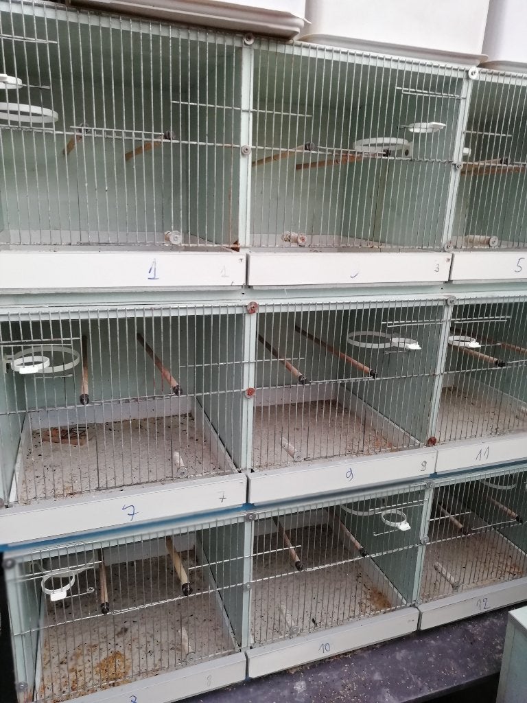 Kweekkooien nodig ?     MOET NU WEG, Ophalen, Gebruikt, Hout, Broedkooi of Kweekkooi