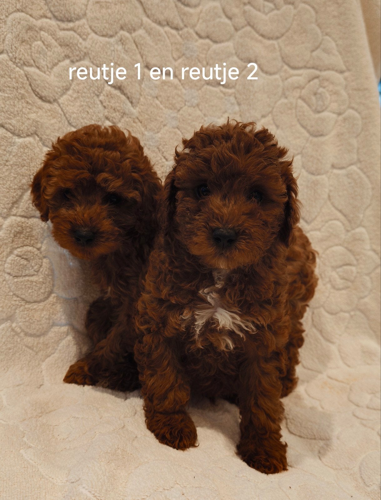 Poedel pups abrikoos met Stamboom - toypoedel, Animaux & Accessoires, Chiens | Chihuahuas & Chiens de compagnie, Plusieurs animaux