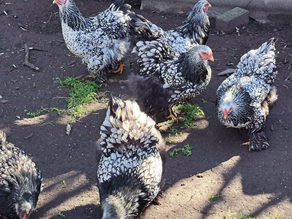 Broedeieren brahma zilver zwart groothoender, Plusieurs animaux, Poule ou poulet