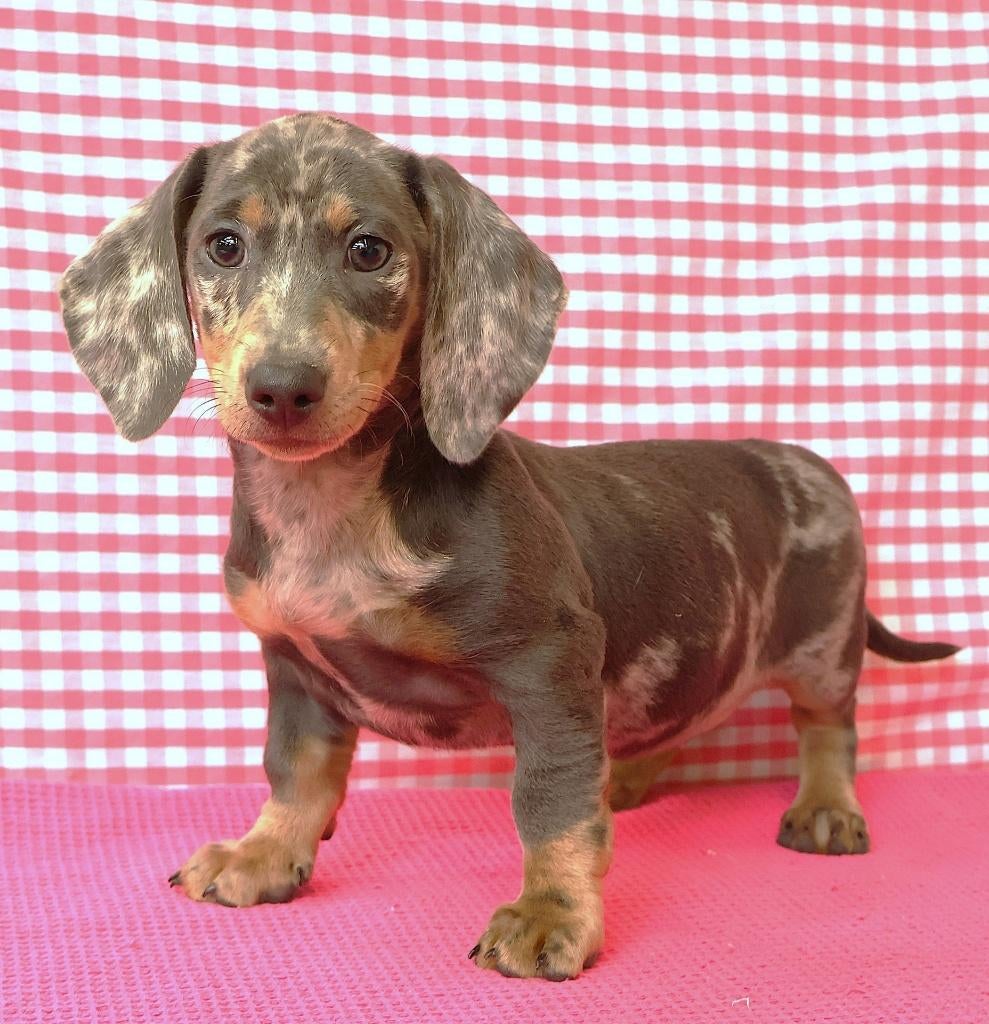 Super leuke Teckels pups!!, Dieren en Toebehoren, Honden | Teckels en Dashonden, 15 weken tot 1 jaar, Dwerg, Parvo, Meerdere