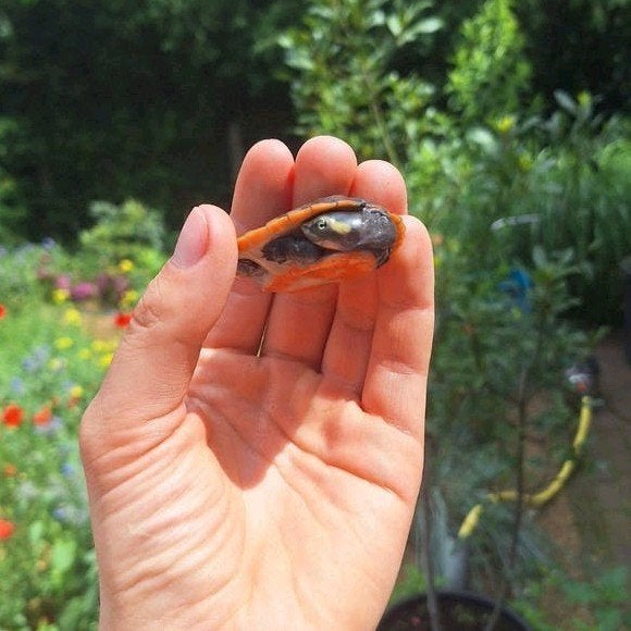 Baby rode waterschildpadden, Dieren en Toebehoren