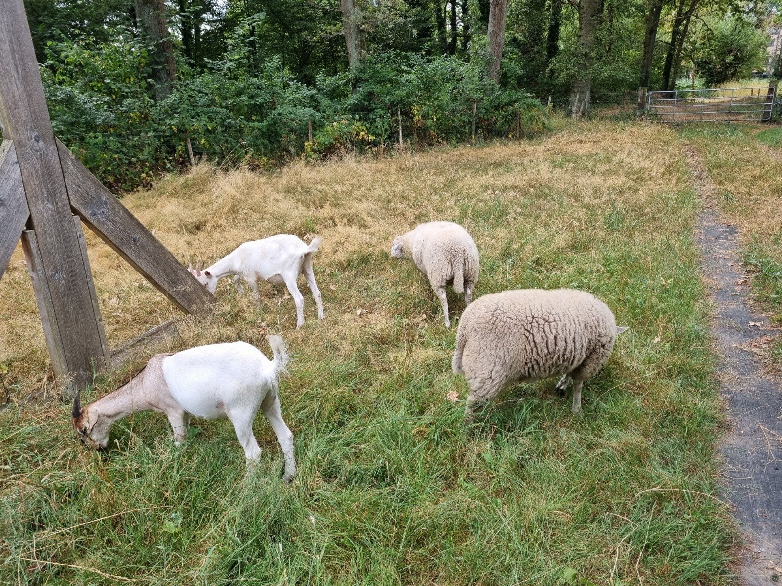 2 melkgeiten miekes en swifter ooi en ram te koop