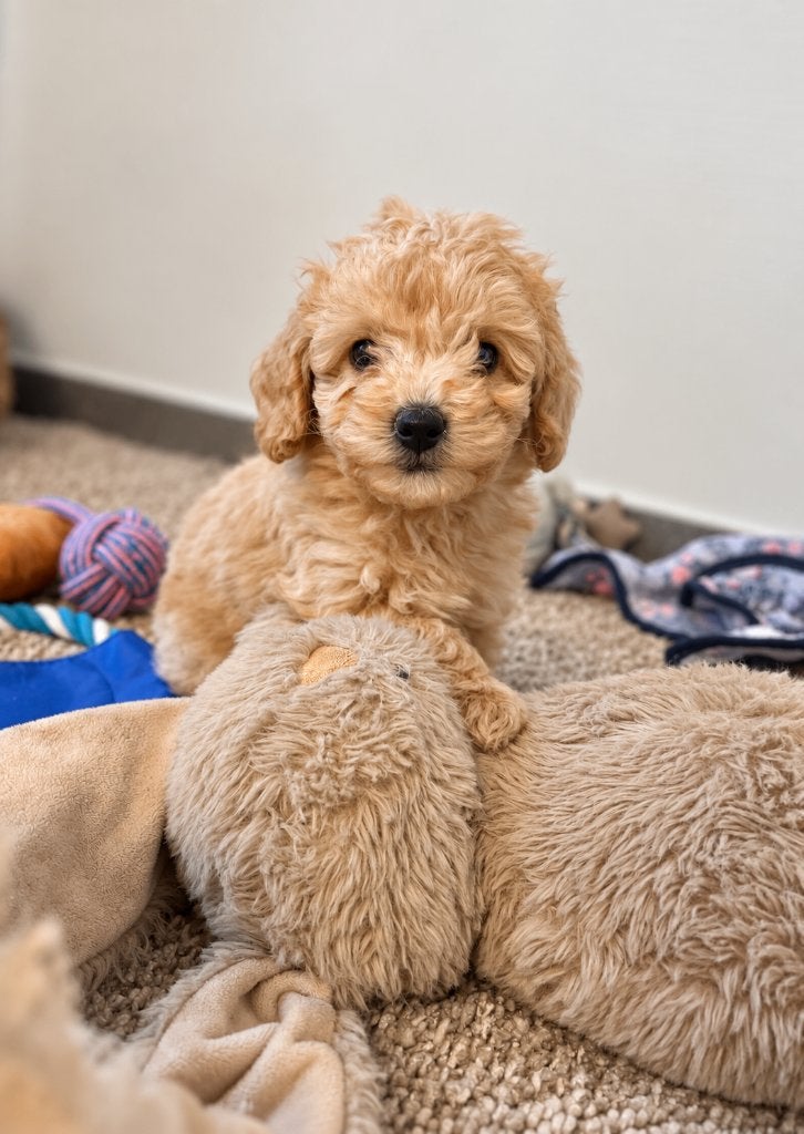Mooie dwergpoedel pups, Poedel, België, CDV (hondenziekte), 8 tot 15 weken