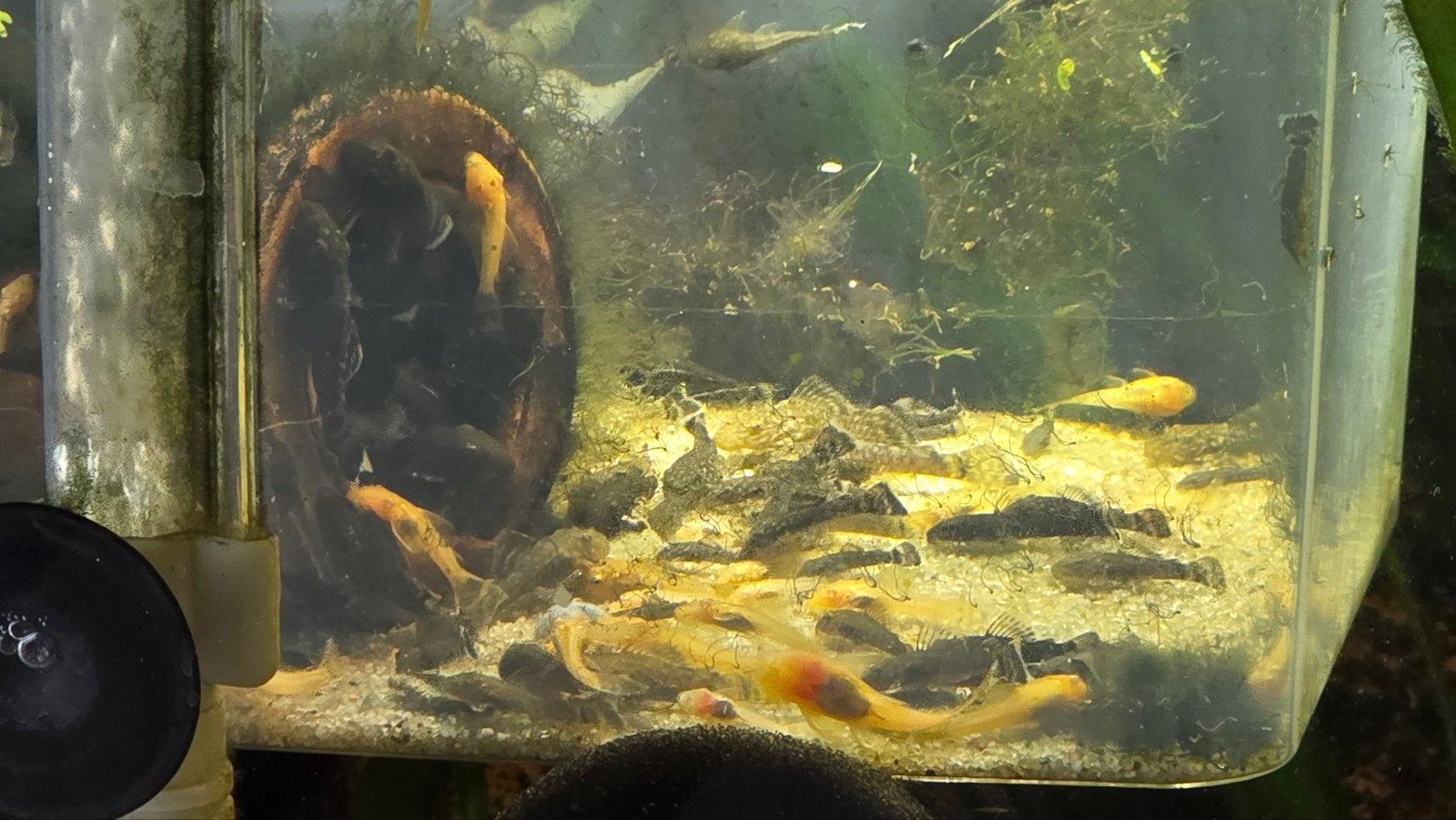 Ancistrussen, algeneters, Dieren en Toebehoren