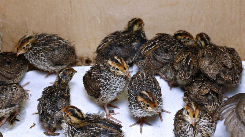 Kwartel kuikens, Dieren en Toebehoren