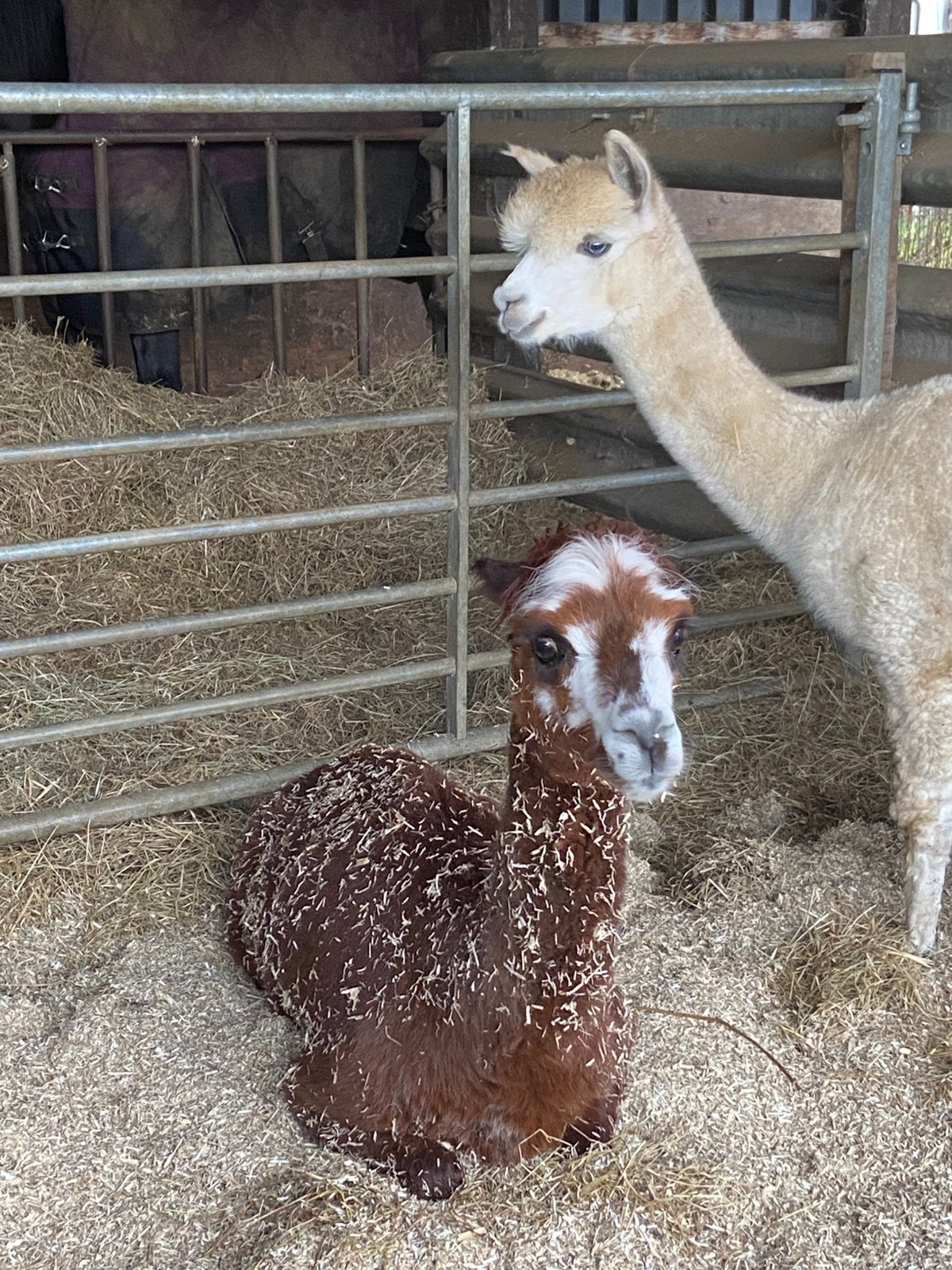 Alpaca koppel, Animaux & Accessoires, Janvier, Plusieurs animaux