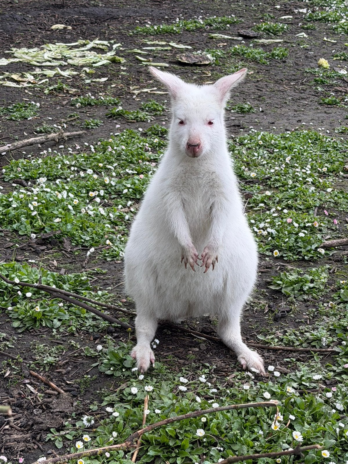 Wallaby de bennet albinos mâle, Animaux & Accessoires, Juin, Mâle