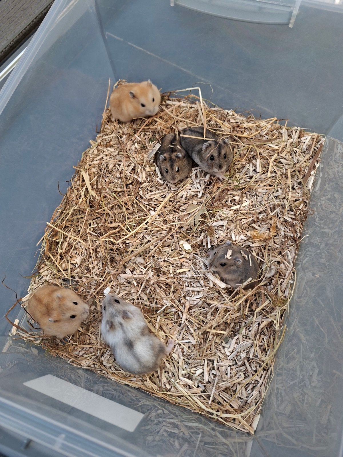 Jeunes hamsters nains russes, Hamster, Juin, Domestique, Plusieurs animaux