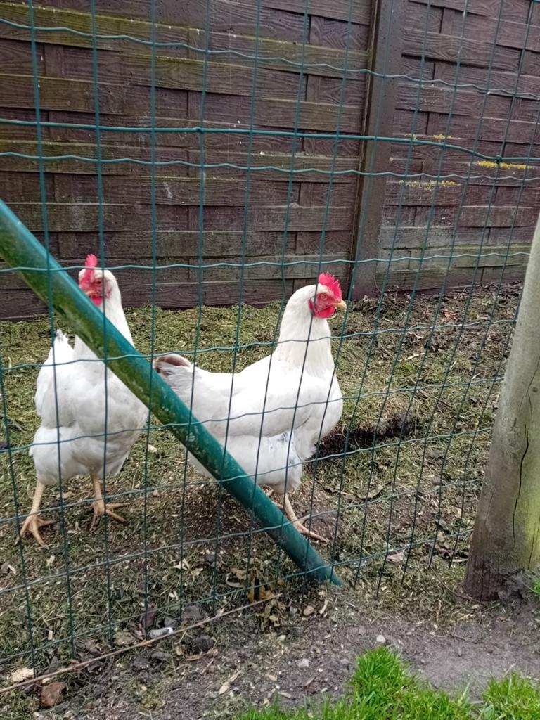 Kippen gratis, Dieren en Toebehoren
