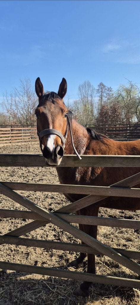 3 uitzonderlijke AQHA mannen, Moins de 160 cm, Plusieurs animaux, Cheval western, Avec pedigree
