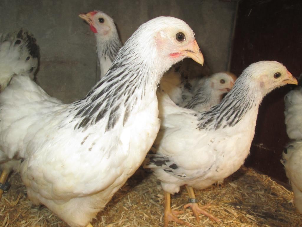 jonge wyandottekrielen, Dieren en Toebehoren, Pluimvee, Meerdere dieren, Kip