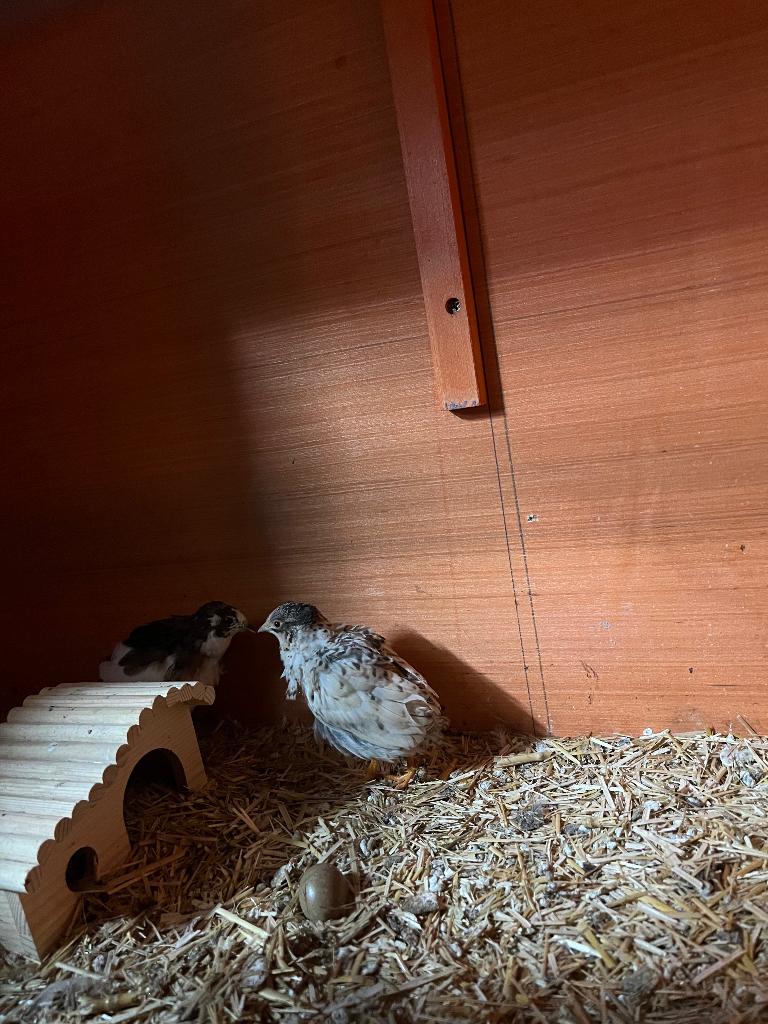 Koppel Chinese kwartels, Dieren en Toebehoren, Meerdere dieren, Overige soorten