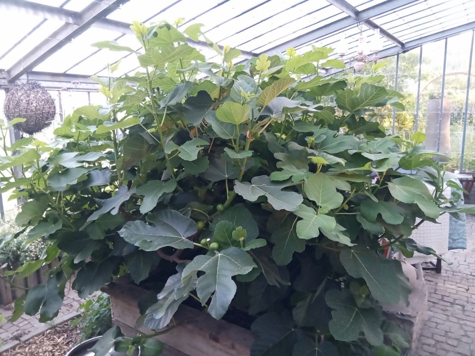 Heermoesgier, plantenversterker, Tuin en Terras, Planten | Bomen, Ophalen