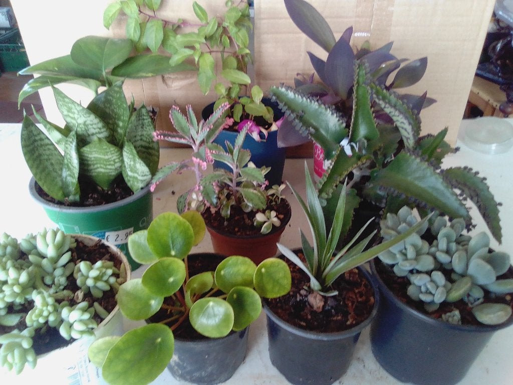 10 verschillende kamerplanten, Maison & Meubles, Plantes d'intérieur, Enlèvement