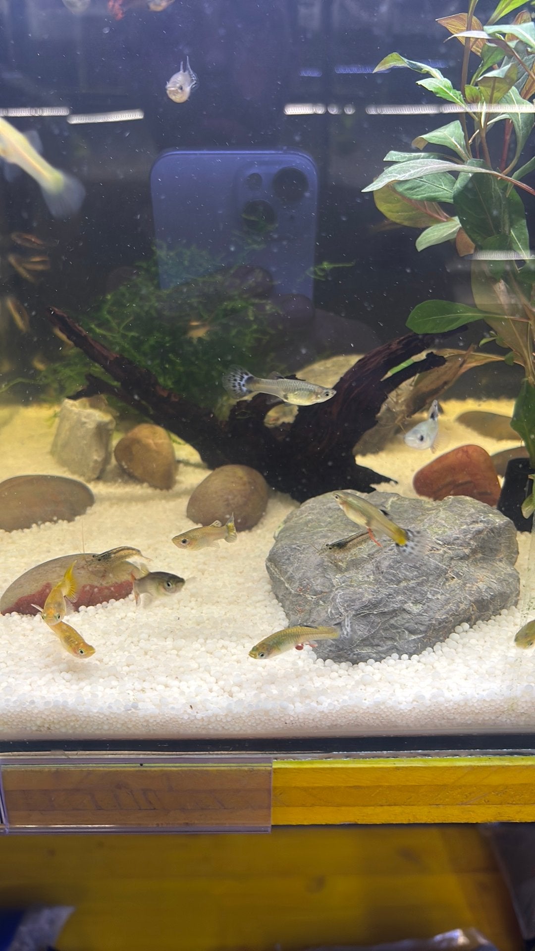 Guppy vrouw cobra, Dieren en Toebehoren, Vis, Zoetwatervis