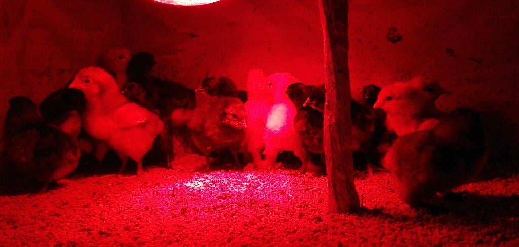 Eendag kuikens van Brahma groothoender en andere rassen, Dieren en Toebehoren, Meerdere dieren, Kip