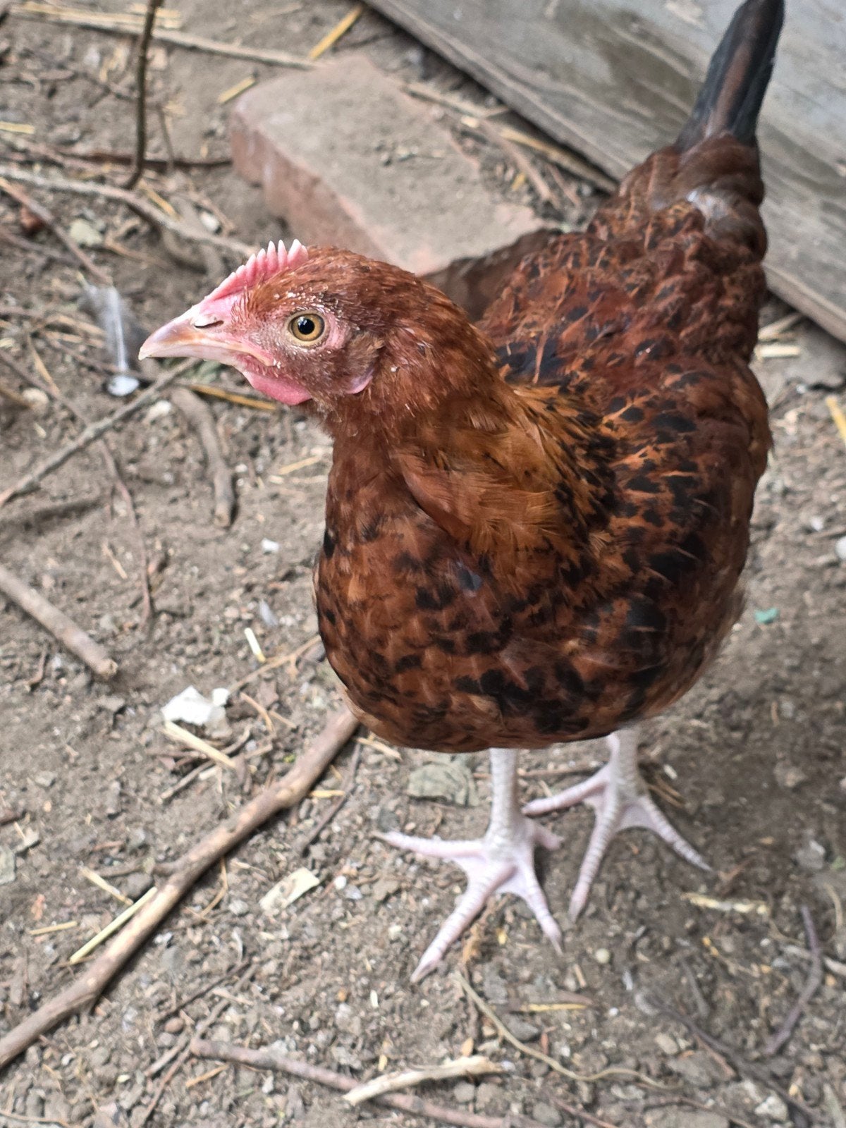 gratis jonge haan, Dieren en Toebehoren, Mannelijk, Kip