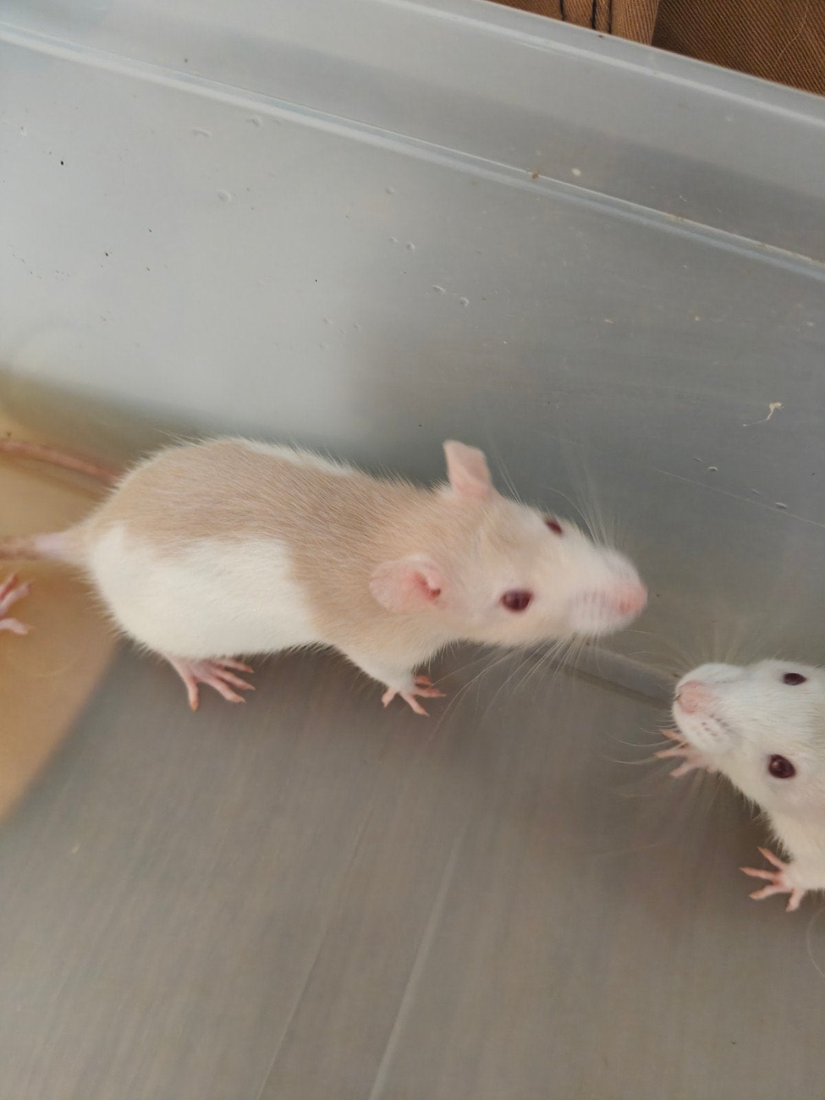 Ratten, Animaux & Accessoires, Reptiles & Amphibiens