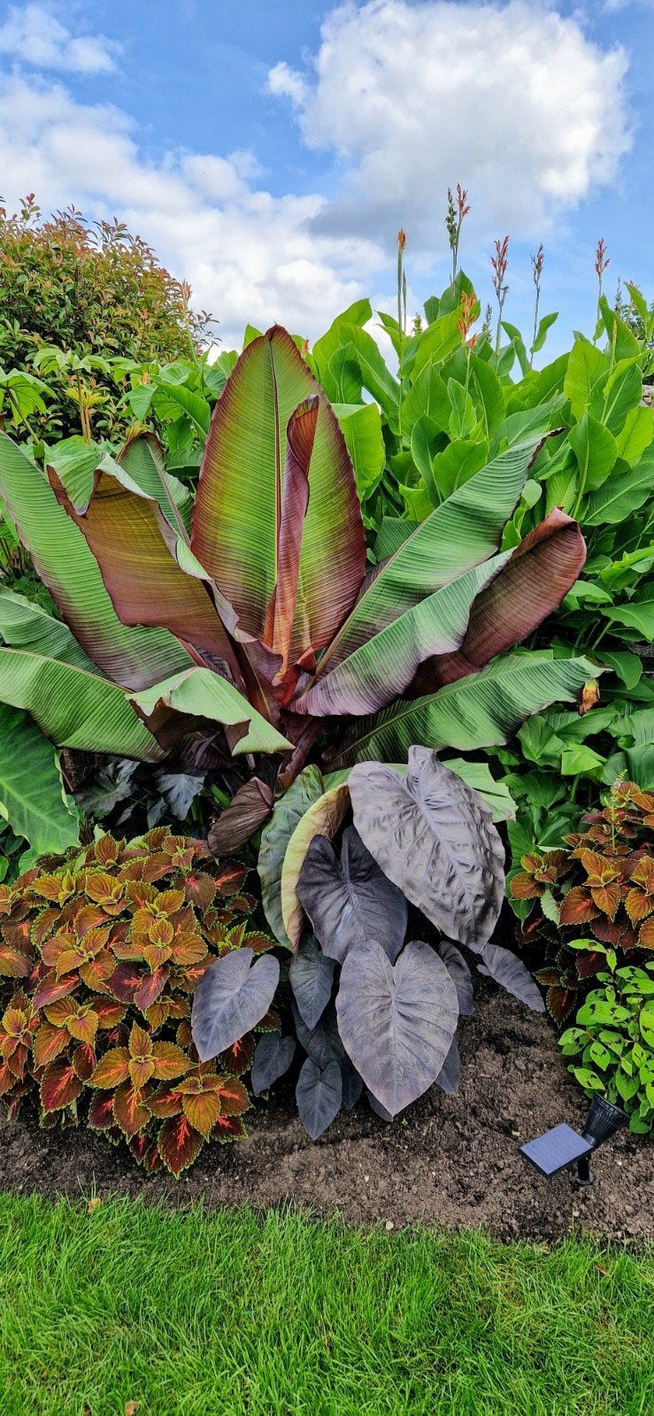 Ensete maurelli, Tuin en Terras, Volle zon, Vaste plant, Bloeit niet, Ophalen