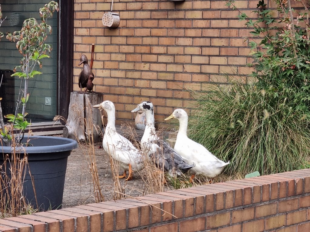3 huttegemse loopeenden (woerden) gratis, Animaux & Accessoires, Mâle, Canard
