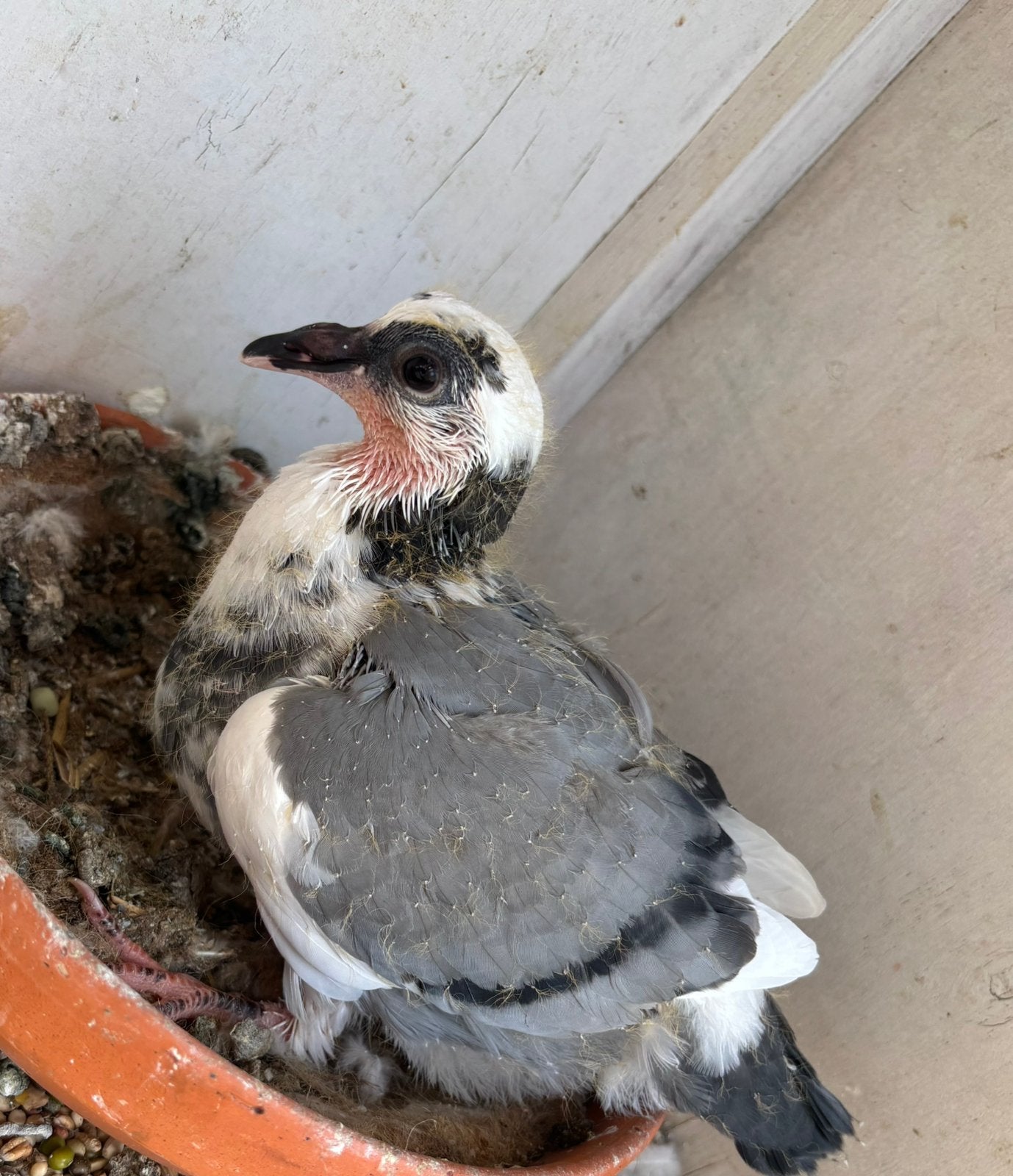 jonge duiven 2026, Sexe inconnu, Pigeon voyageur