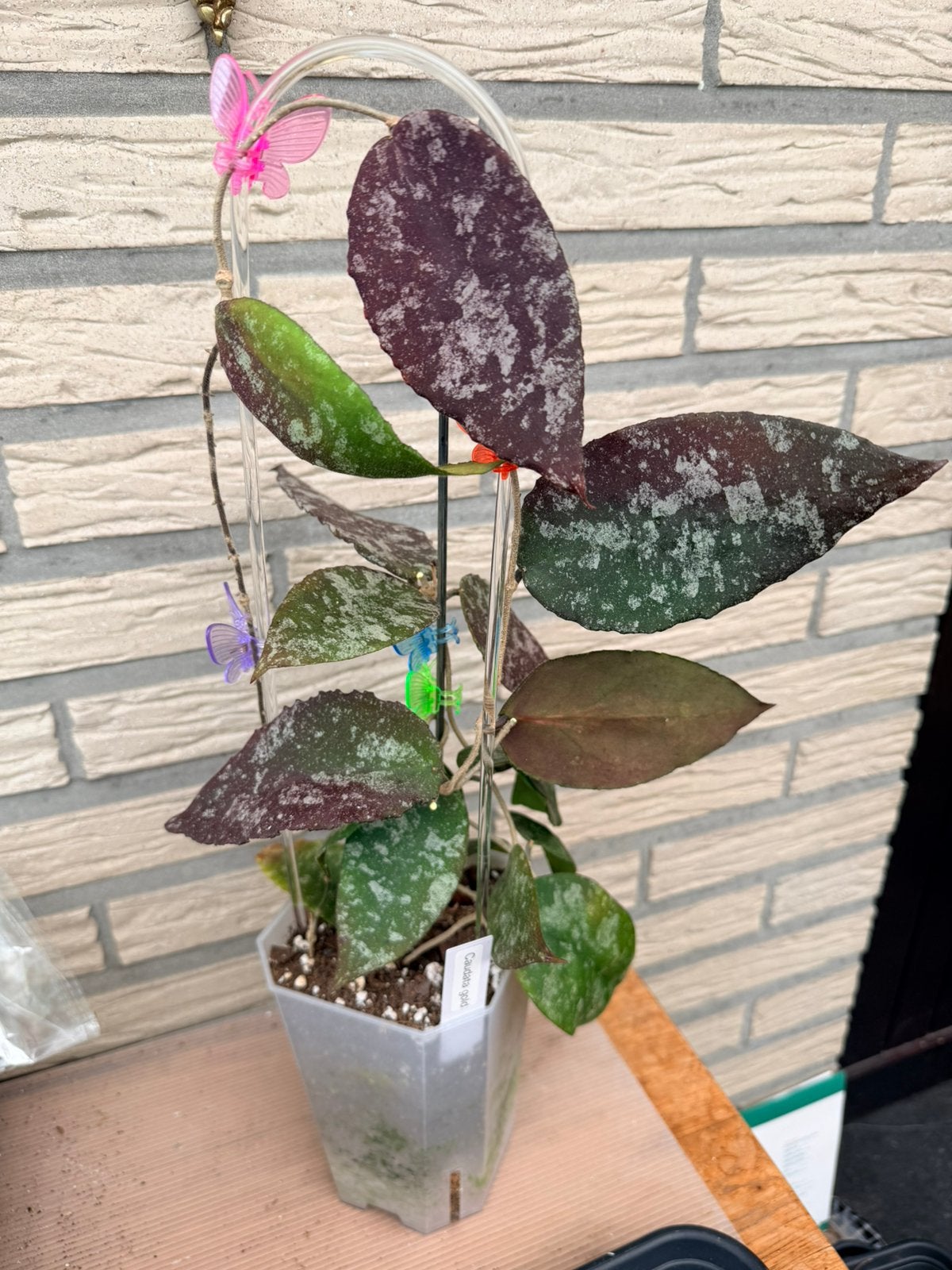 Hoya caudata gold, Maison & Meubles, Plantes d'intérieur, Enlèvement ou Envoi