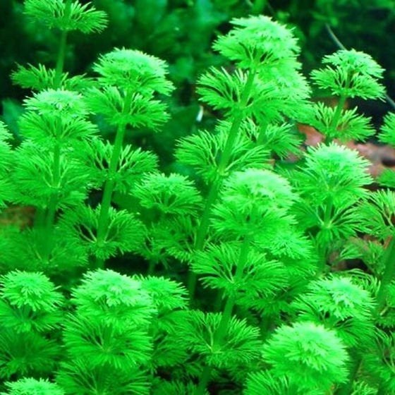 6 soorten aquariumplanten, Ophalen
