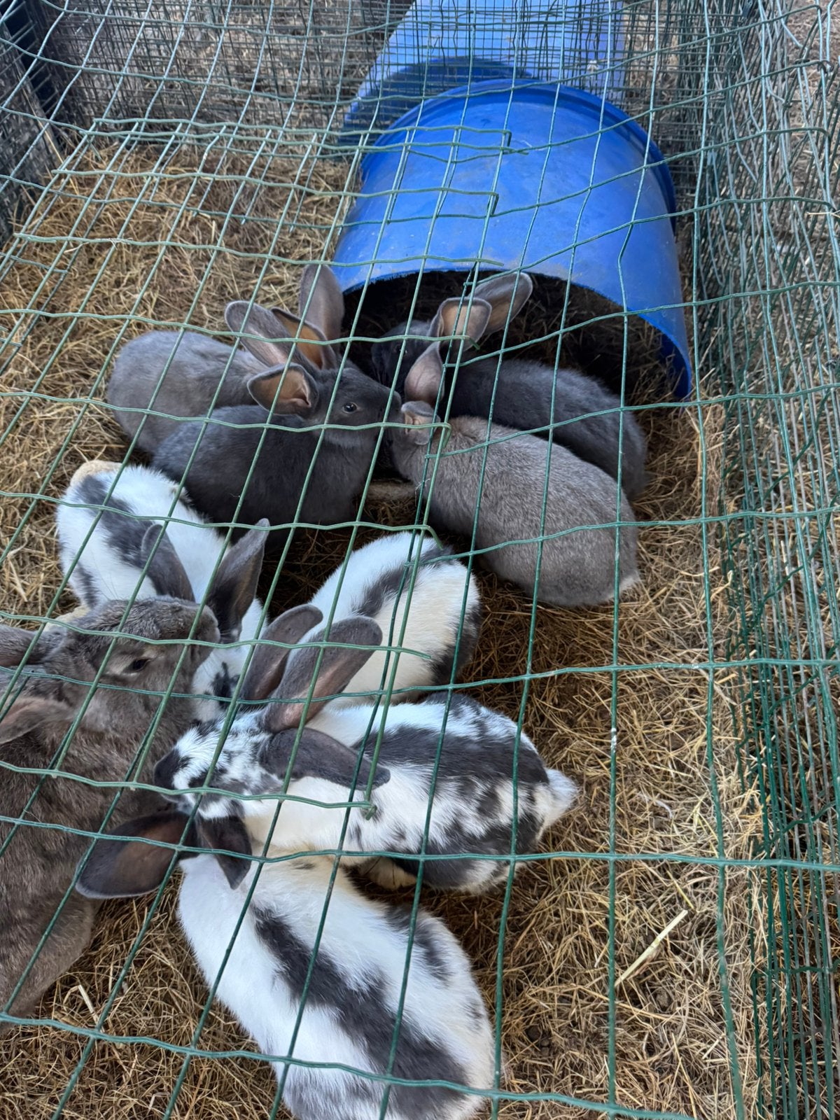 Vlaamse reuzen, Dieren en Toebehoren