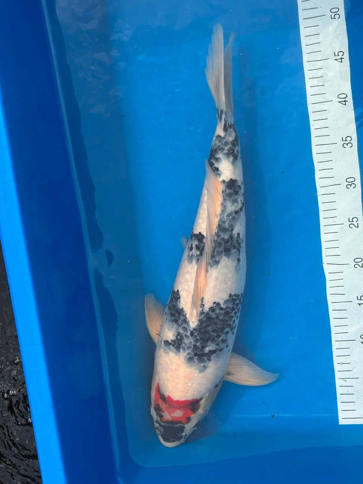 Sansai Tancho showa van Marusei., Dieren en Toebehoren