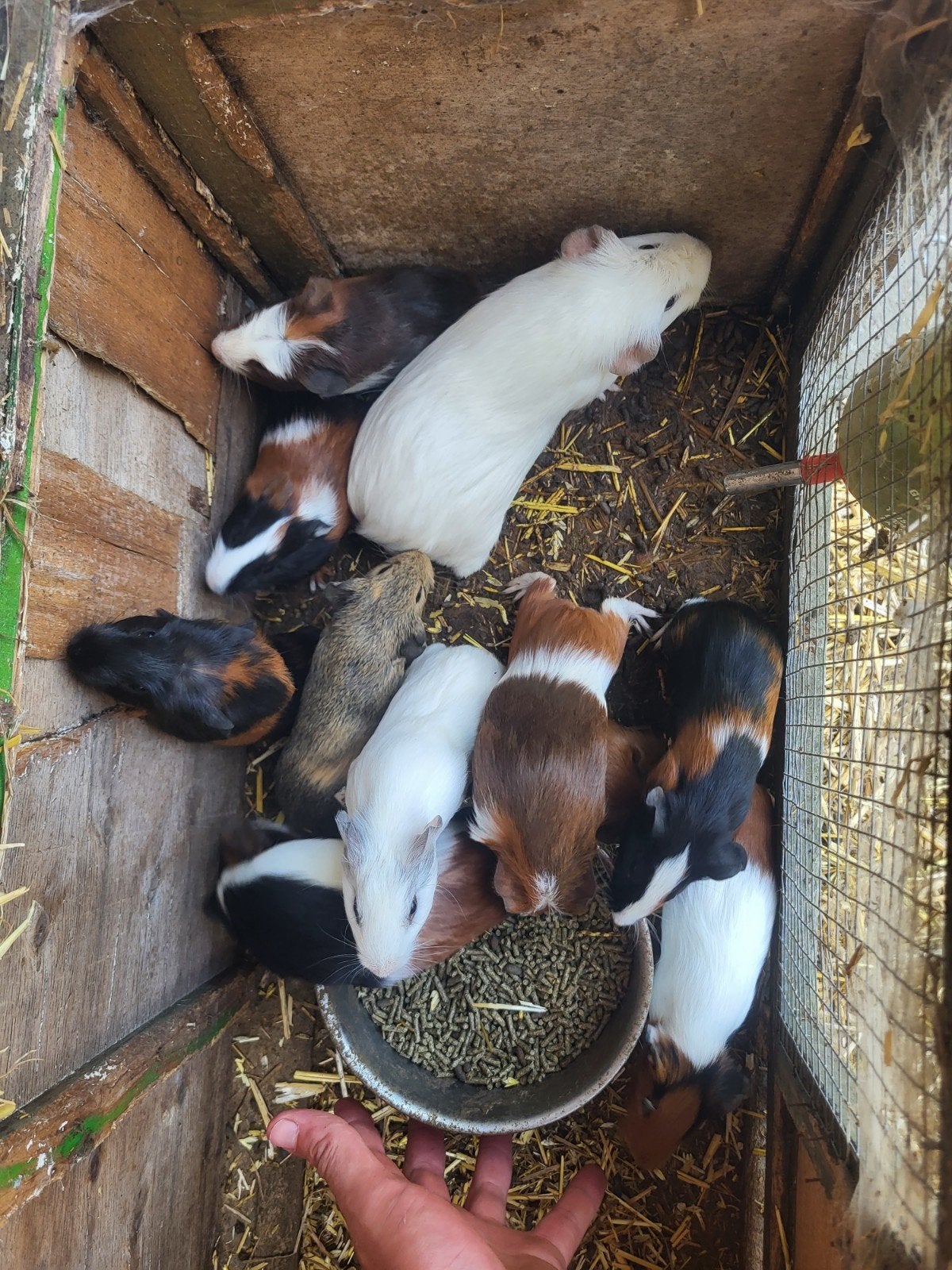 vrouwelijke cavia's, Dieren en Toebehoren, Juni, Vrouwelijk, Cavia