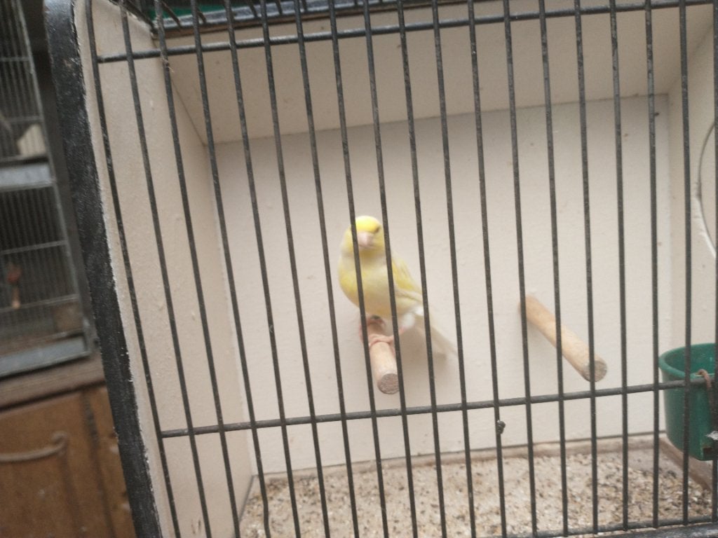 Kanarie Man, Dieren en Toebehoren, Vogels | Kanaries, Mannelijk, Kleurkanarie