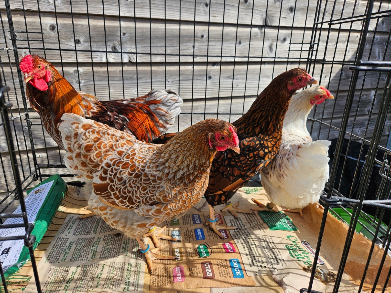 Wyandotte Krielen, Dieren en Toebehoren, Meerdere dieren, Kip